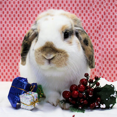 coconut lapin bélier