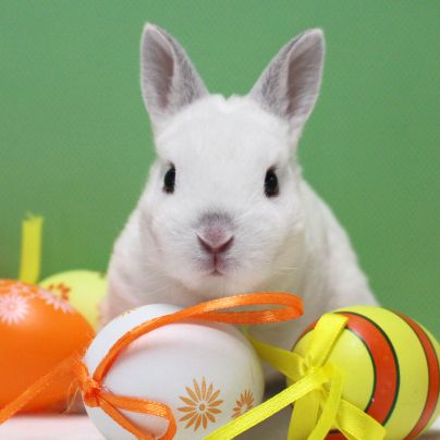 Lapin Pâques