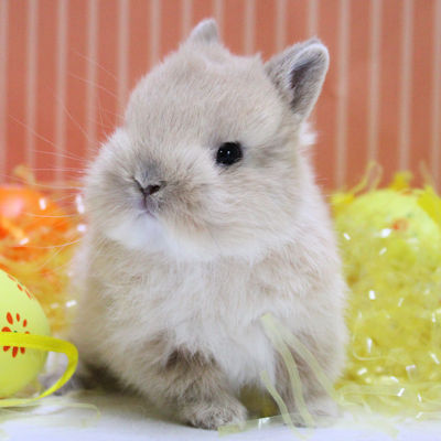 Lapin Pâques