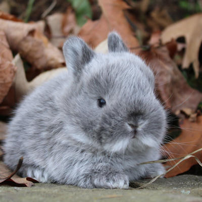 Nature Ste-Dorothée