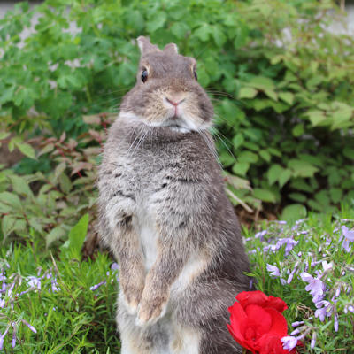 Disponible chez Animonde Terrebonne