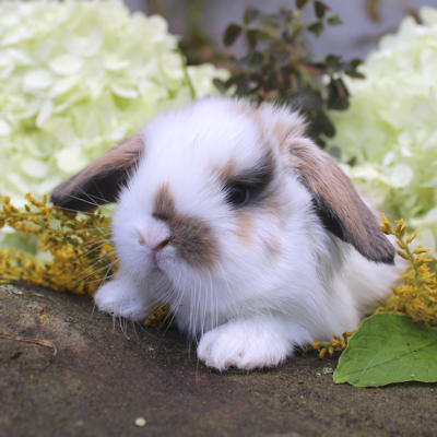 Animalerie de St-Hyacinthe