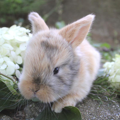 Animal Expert St-Hubert