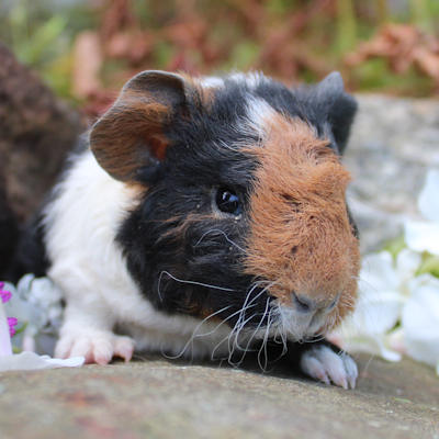 Animalerie de St-Hyacinthe