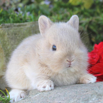 Animal Expert Repentigny