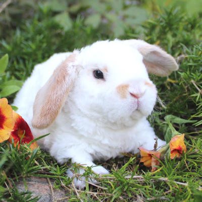 Animal Expert Repentigny