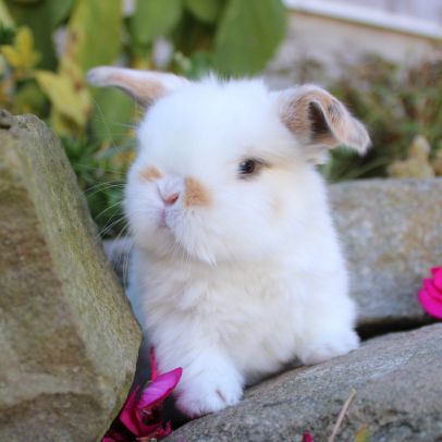 Animalerie Mon Favori