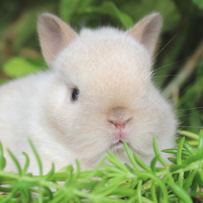 Animalerie Mon Favori