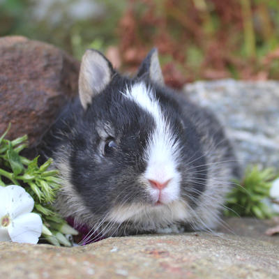 Chico La Prairie