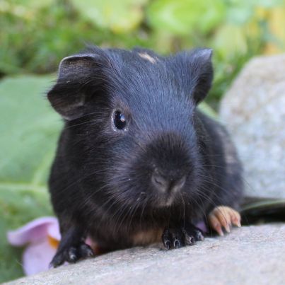 Animal Expert St-Hubert