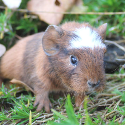 Animal Expert St-Hubert