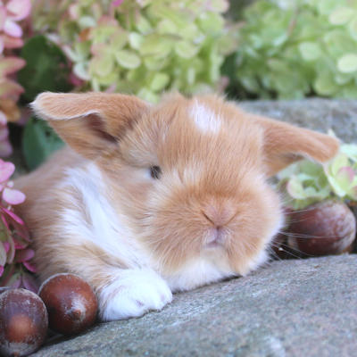 Animal Expert Repentigny