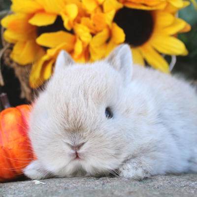 Nature Ste-Dorothée