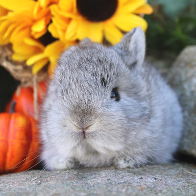 Animalerie de St-Hyacinthe