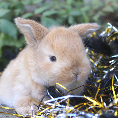 Animal Expert Beloeil