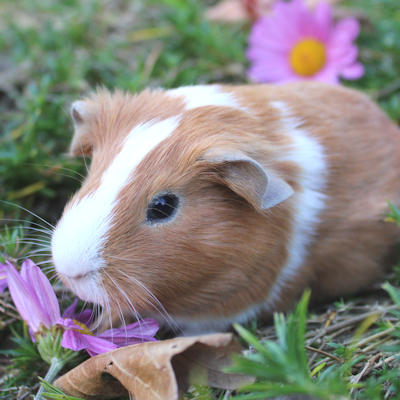 Animal Expert Beloeil