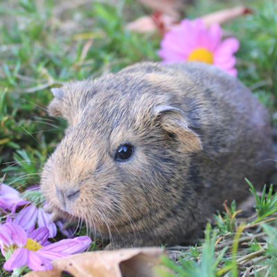 Nature Pointe-Claire
