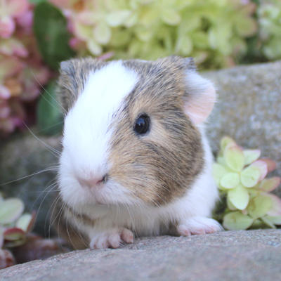 Animalerie de St-Hyacinthe