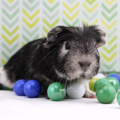 Animal Expert St-Hubert