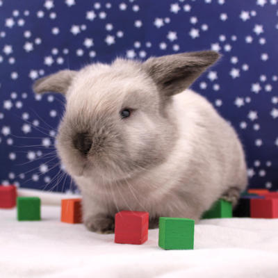 Animalerie Mon Favori (Granby)