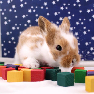 Animalerie de St-Hyacinthe