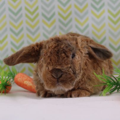 Animalerie de Cowansville