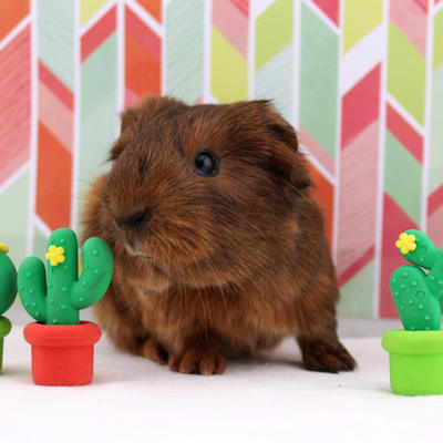 Animal Expert (Beloeil)