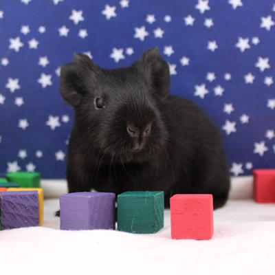 Animalerie de St-Hyacinthe