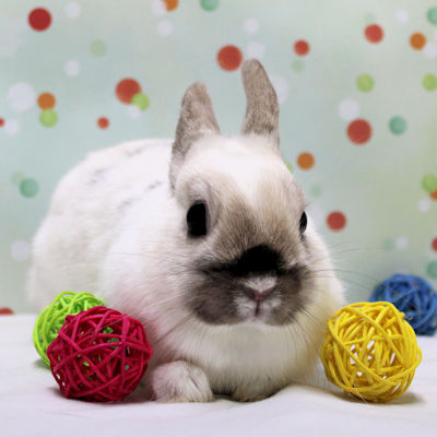 La petite lapine que tout le monde aime