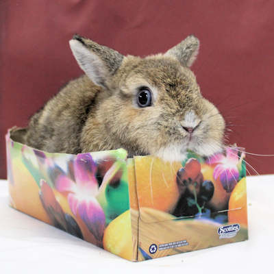 Sookie, le plus gentil de tous les lapins. Disponible au Nature de Boisbriand.