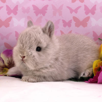 Nature Ste-Dorothée