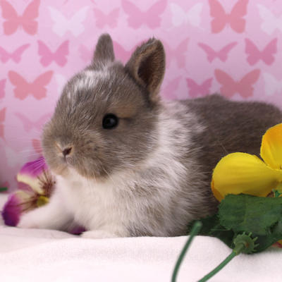 Nature Pointe-Claire