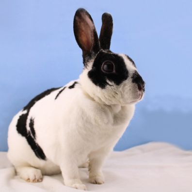 Elkena (retraitée, disponible à la ferme)