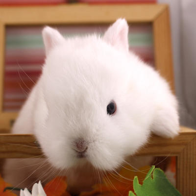 Nature Pointe-Claire