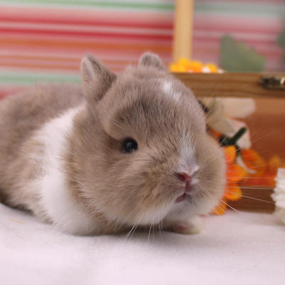 Animalerie Le Toucan