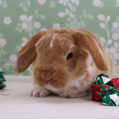 Pattes et Griffes Drummondville