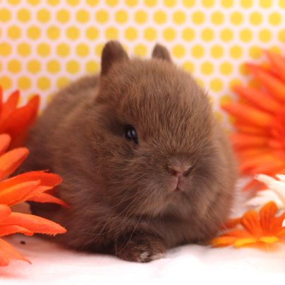 Animal Expert Beloeil