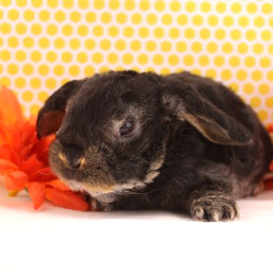 Animal Expert Repentigny