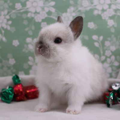 Nature Pointe-Claire