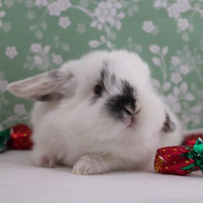 Animal Expert Repentigny