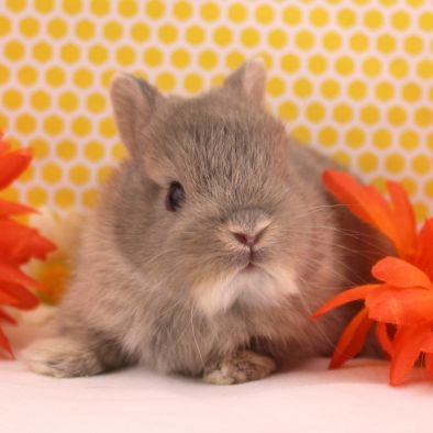 Animalerie Mon Favori (Granby)