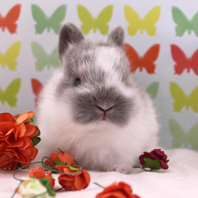 Animal Expert Repentigny