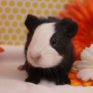 Animal Expert Beloeil