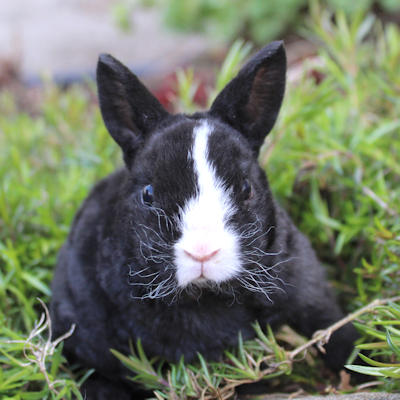 Animal Expert Repentigny