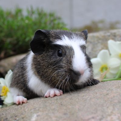 Animal Expert St-Hubert