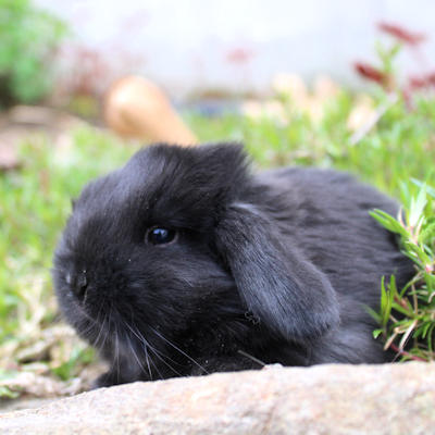 Animalerie de St-Hyacinthe