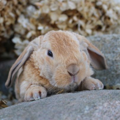 Animalerie de Granby