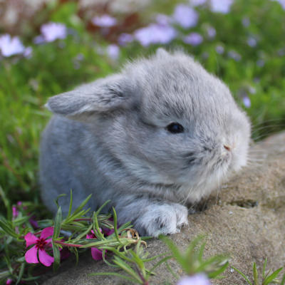Animal Expert Repentigny