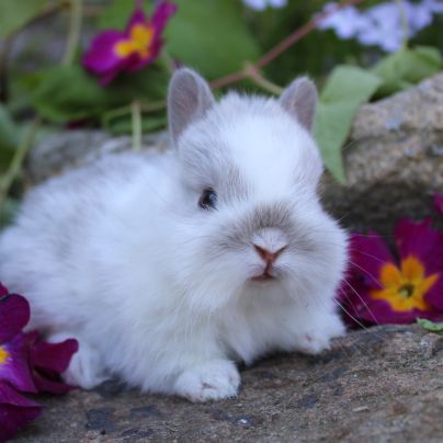 Animalerie Mon Favori