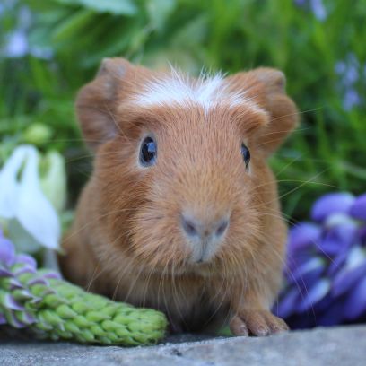 Nature Boisbriand